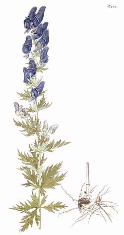 Monkshood(Aconitum Χ cammarum)