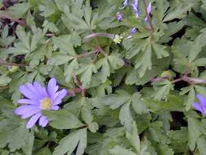 Greek Anemone, Windflower(Anemone blanda)