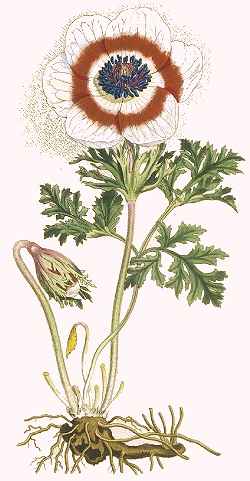 Lilies-of-the-field, Poppy-flowered Anemone(Anemone coronaria)