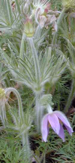 European Pasque Flower(Anemone pulsatilla)