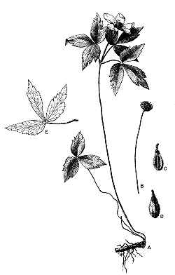 Nightcaps, Wood Anemone(Anemone quinquefolia)