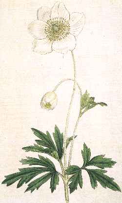 Snowdrop Anemone, Snowdrop Windflower(Anemone sylvestris)