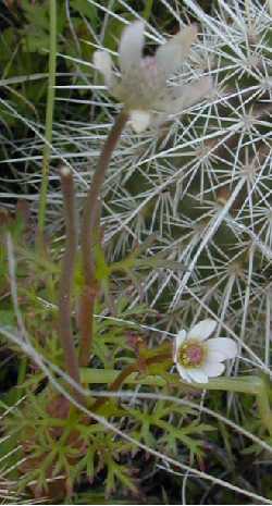 Desert Anemone(Anemone tuberosa)
