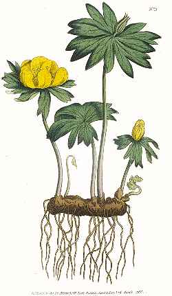 Winterling, Winter Aconite(Eranthis hyemalis)