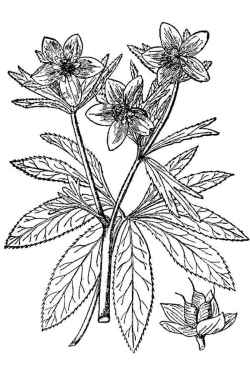 Green Hellebore(Helleborus viridis)