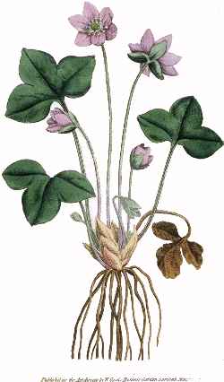 Sharplobe Hepatica(Hepatica nobilis var. acuta )