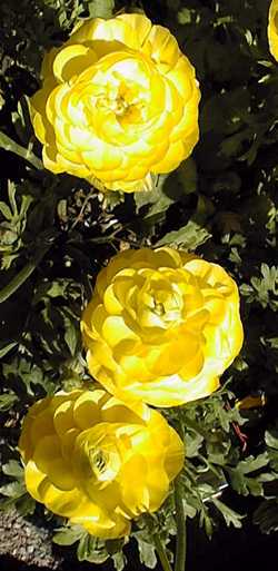 persian buttercup care