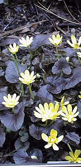 Purple Leaved Lesser Celandine(Ranunculus ficaria)