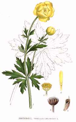 Globe Flower(Trollius europaeus)