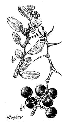 Bitter Condalia, Bitter Snakewood(Condalia globosa)
