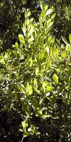 Brazilian Bluewood(Condalia hookeri)