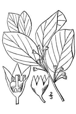 Alder Buckthorn, Glossy Buckthorn(Frangula alnus)