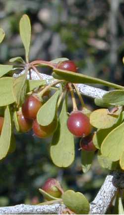 Gray Thorn, Lotebush, Texas Buckthorn(Ziziphus obtusifolia)