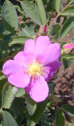 Wood's Rose, Mountain Rose(Rosa woodsii)