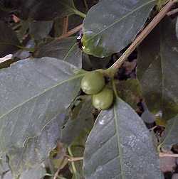 Coffee Plant(Coffea arabica)