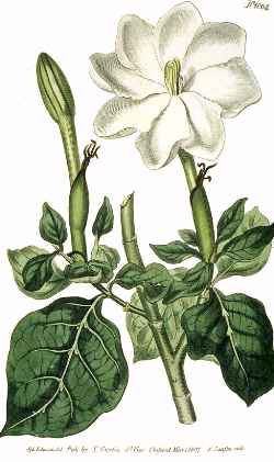 Star Gardenia(Gardenia thunbergia)