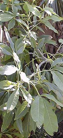 White sapote(Casimiroa edulis)