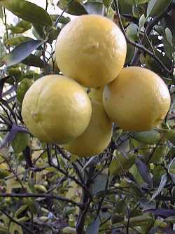 Key Lime, Mexican Lime(Citrus aurantifolia)