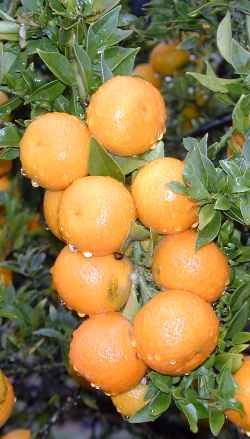 Sour Orange, Seville Orange(Citrus aurantium)
