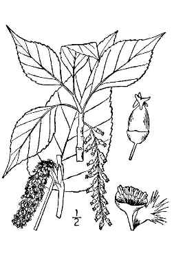 Lanceleaf Cottonwood, Waxleaf Cottonwood(Populus Χ acuminata)