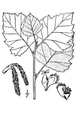 White Poplar, Silverleaf Poplar(Populus alba)