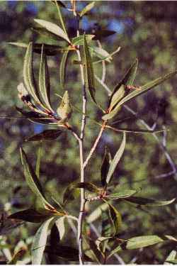 Narrowleaf Cottonwood(Populus angustifolia)