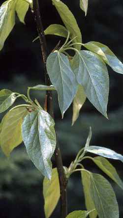 Balsam Poplar, Balm of Gilead(Populus balsamifera)