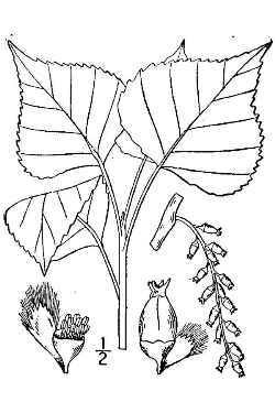 Black Poplar, Lombardy Poplar(Populus nigra)