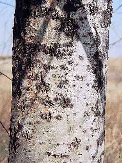 Quaking Aspen(Populus tremuloides)