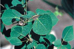 Quaking Aspen(Populus tremuloides)