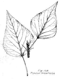 Black Cottonwood(Populus balsamifera ssp. trichocarpa )