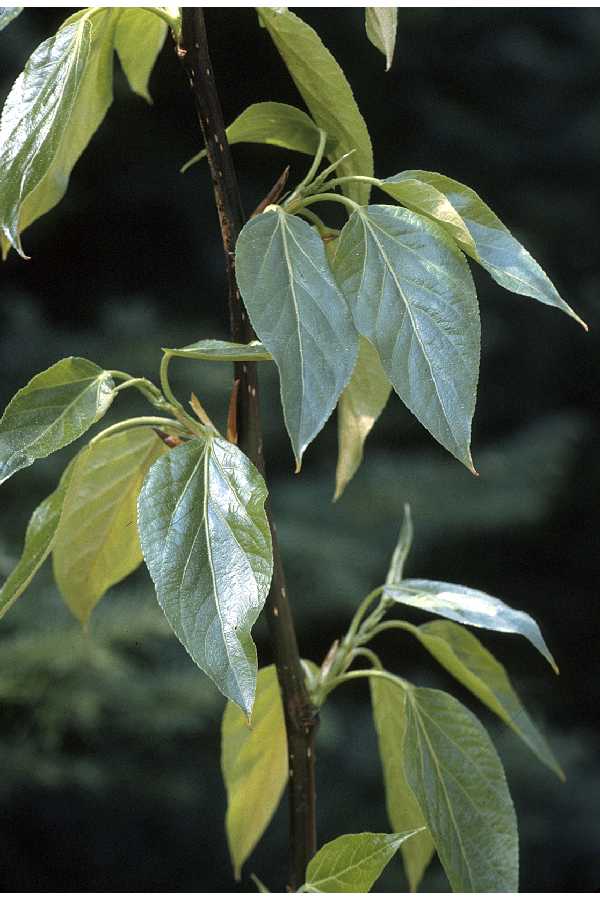 balsam-poplar-balm-of-gilead-populus-balsamifera