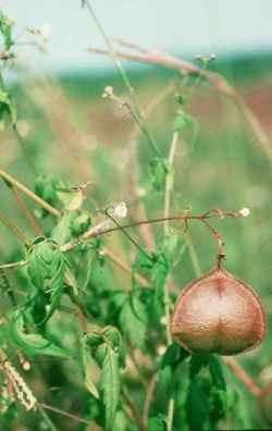 Love in a Puff, Balloon Vine(Cardiospermum halicacabum)