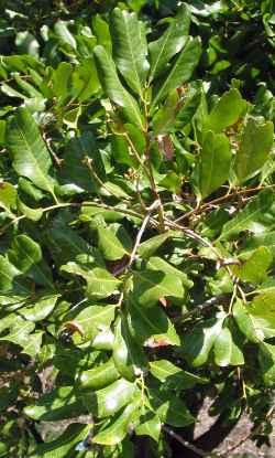 Carrotwood(Cupaniopsis anacardioides)