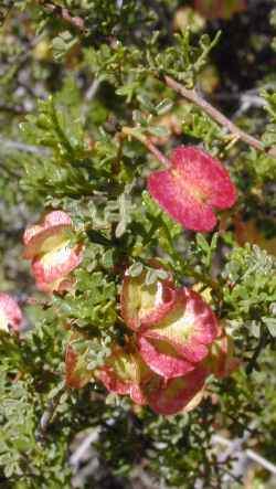 Brilliant Hop Bush(Dodonaea microzyga)