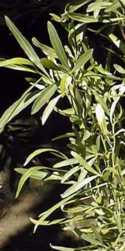 Hopseed Bush, Hop Bush, Akeake(Dodonaea viscosa)