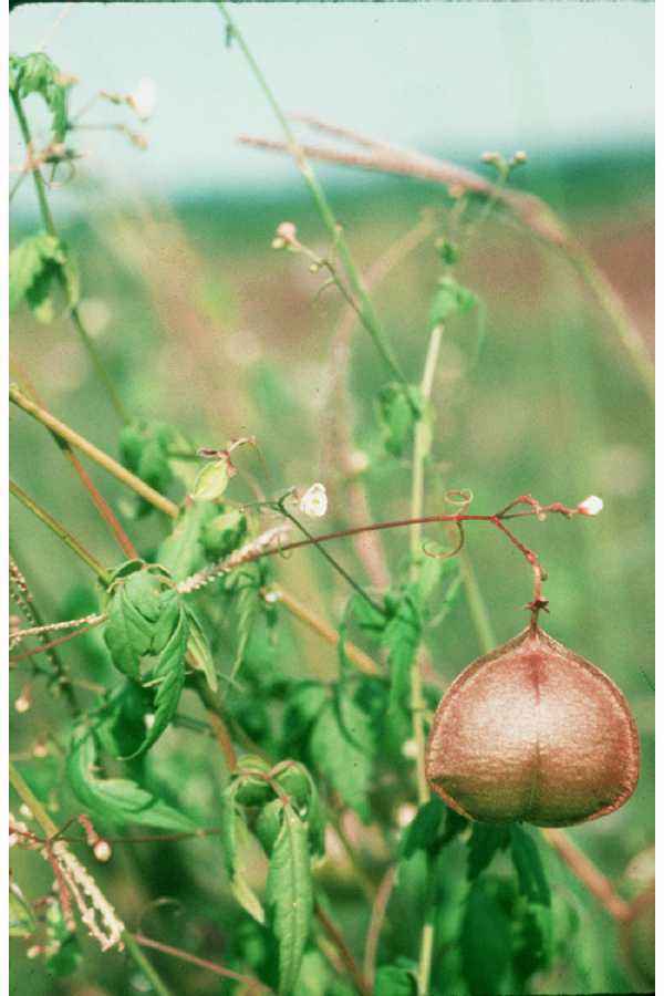 Love In A Puff Balloon Vine Cardiospermum Halicacabum