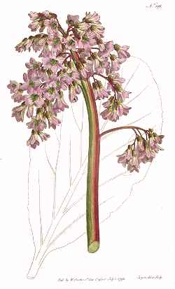 Winter Blooming Bergenia(Bergenia crassifolia)