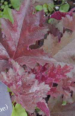 (Heuchera )