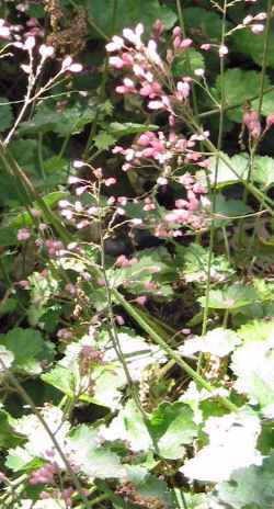 (Heuchera 'Lilian's Pink')