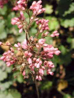 (Heuchera 'Lilian's Pink')