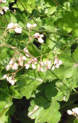 (Heuchera 'Opal')