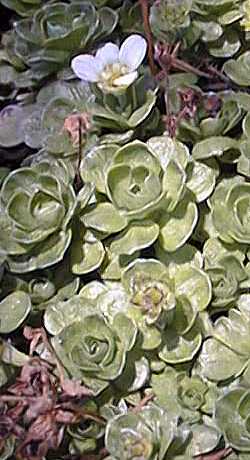 (Saxifraga rosacea)