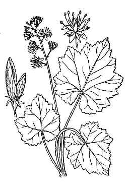 Heartleaf Foamflower(Tiarella cordifolia)