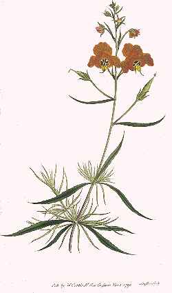 Mask Flower(Alonsoa linearis)