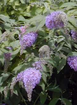 Butterfly Bush, Summer Lilac(Buddleja davidii)