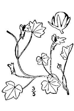 Kenilworth Ivy, Ivy-leaved Toadflax(Cymbalaria muralis)