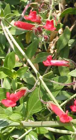 Island Bush Snapdragon(Gambelia speciosa)