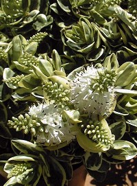 Boxleaf Hebe, New Zealand Flame Bush(Hebe buxifolia)