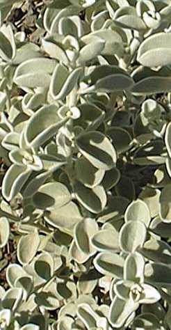 Cimmaron Dwarf Sage, Blue Texas Ranger(Leucophyllum zygophyllum 'Cimarron')